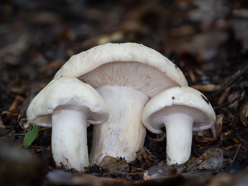 Calocybe gambosa